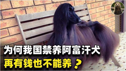 外国明星养狗,宠物相伴的星光岁月