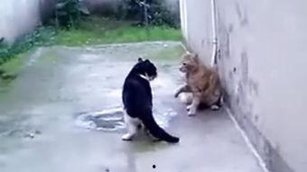 野猫在线观看,在线观看，揭秘都市边缘的生存法则